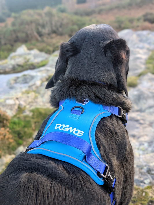 DOGMOB OG Harness - Blue