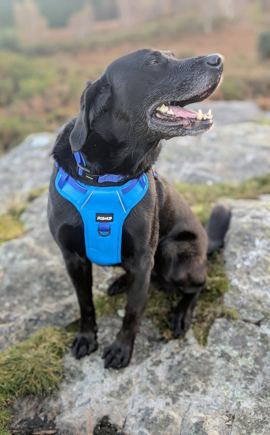 DOGMOB OG Harness - Blue