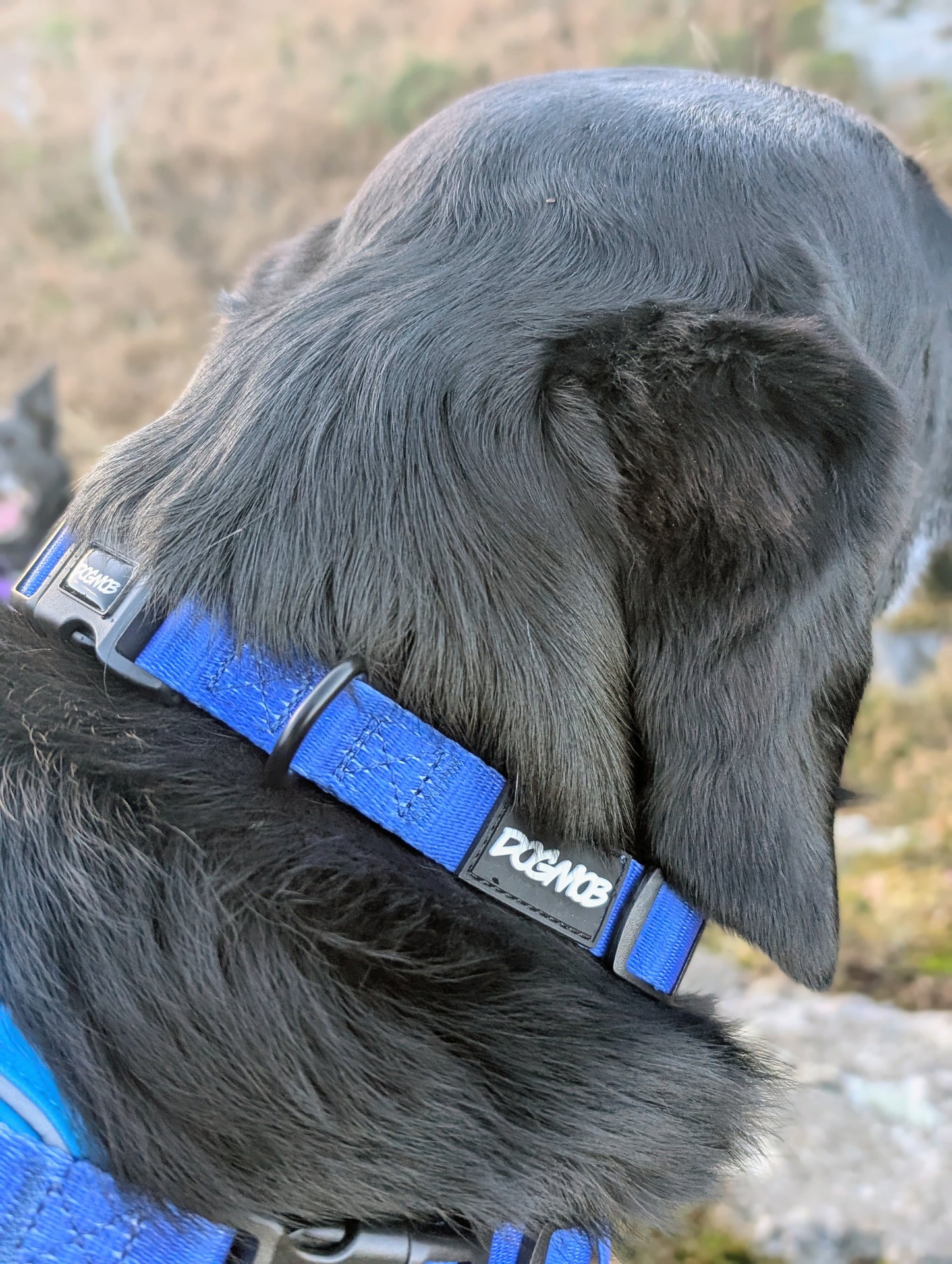 DOGMOB OG Bundle - Blue