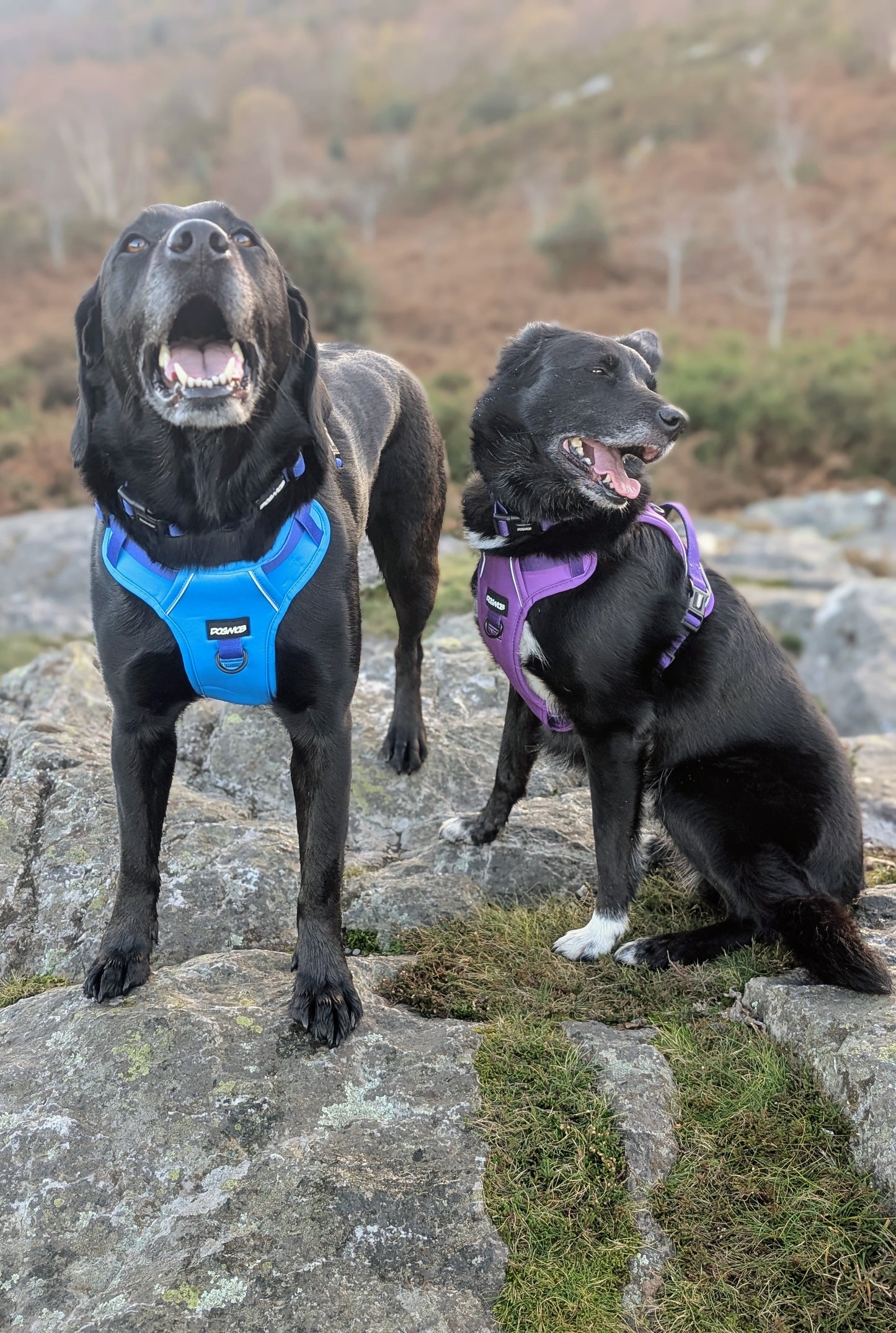 DOGMOB OG Harness - Purple