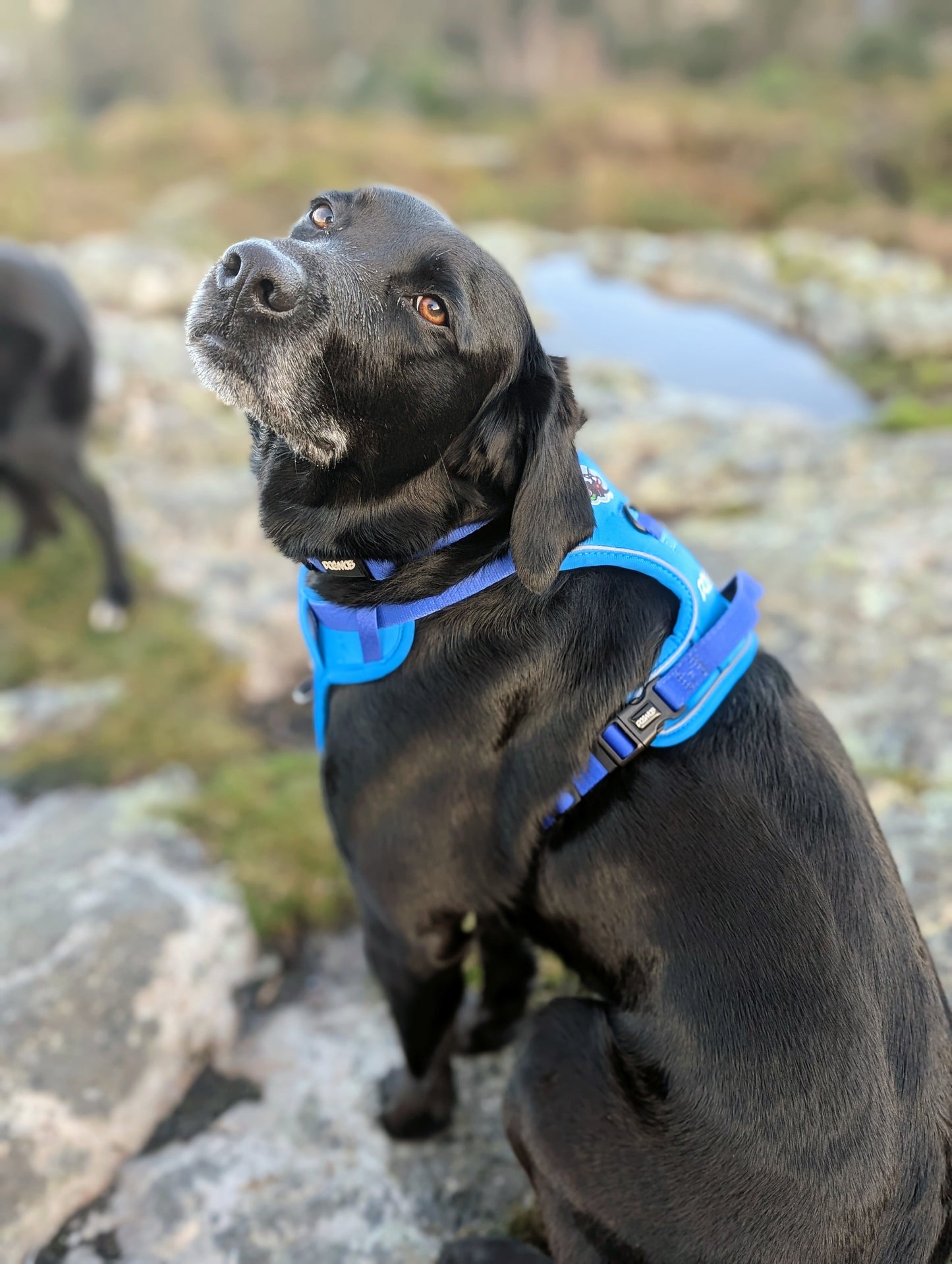 DOGMOB OG Harness - Blue