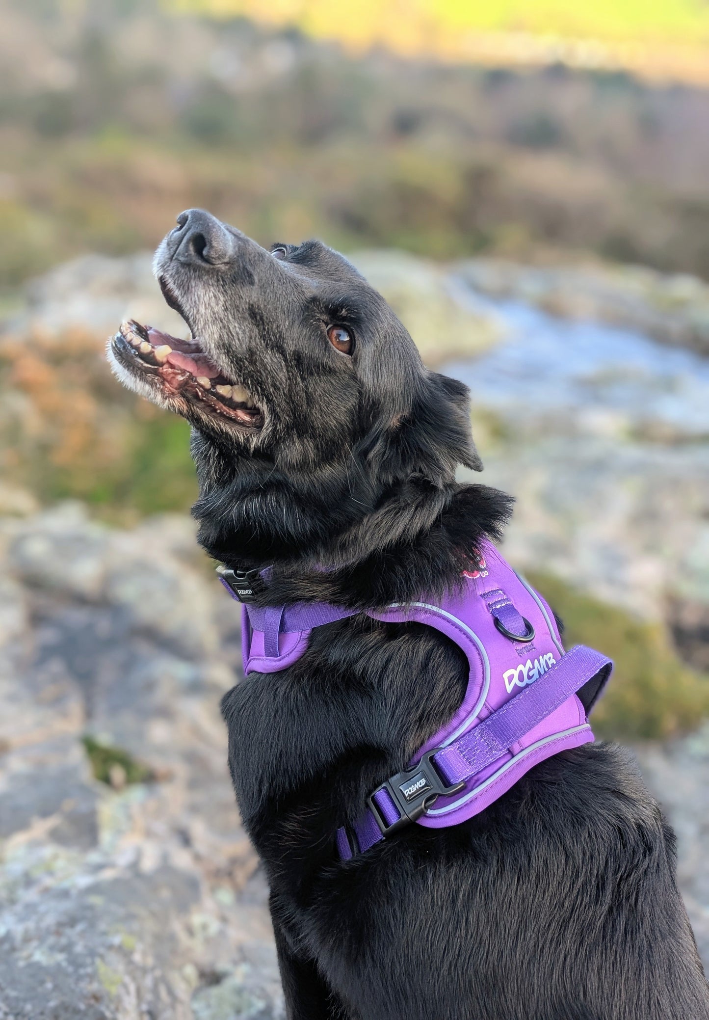 DOGMOB OG Harness - Purple