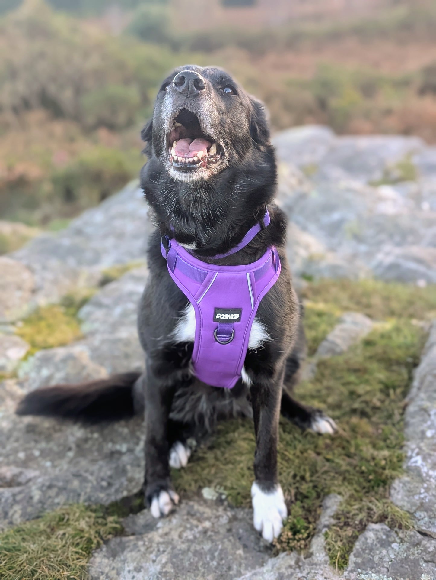 DOGMOB OG Harness - Purple